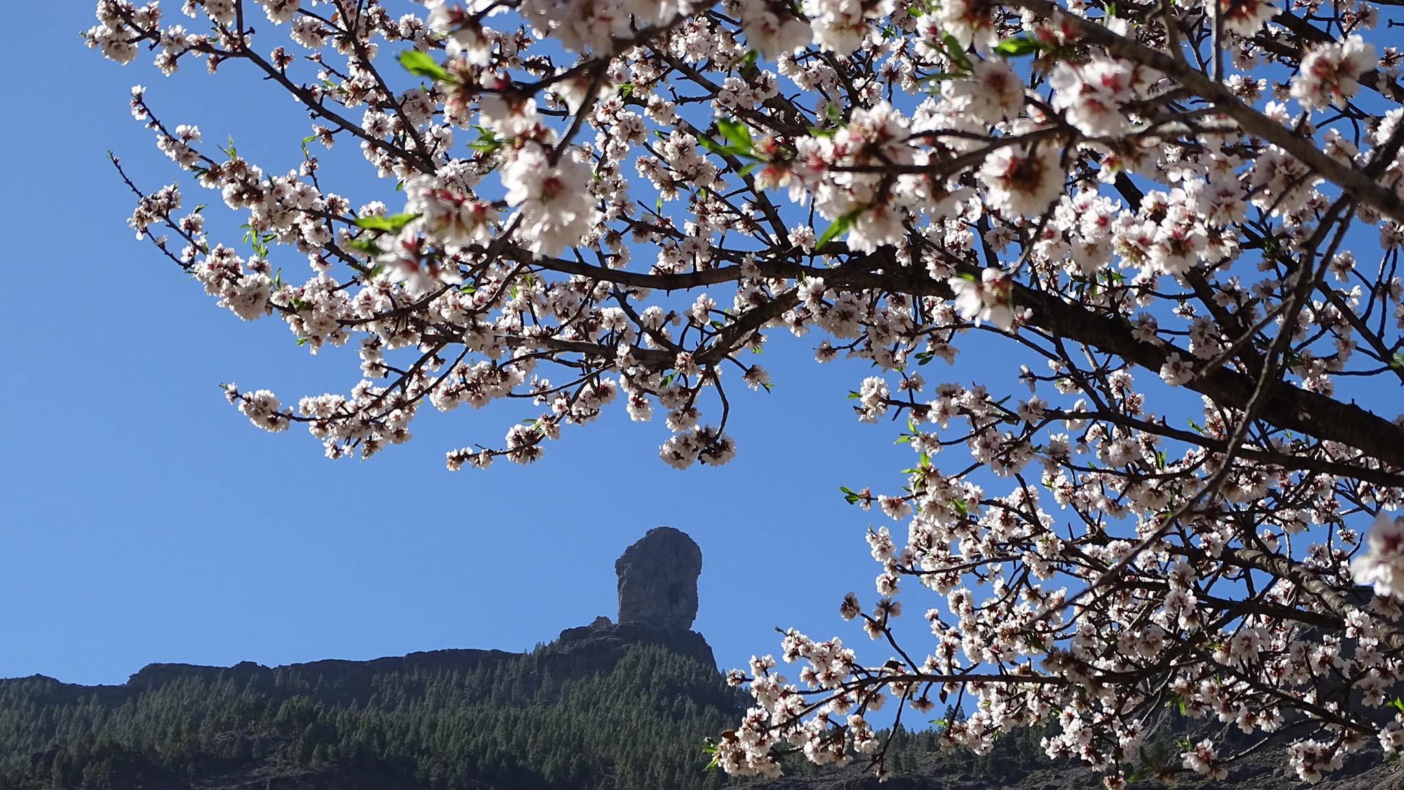 roque nublo con flores