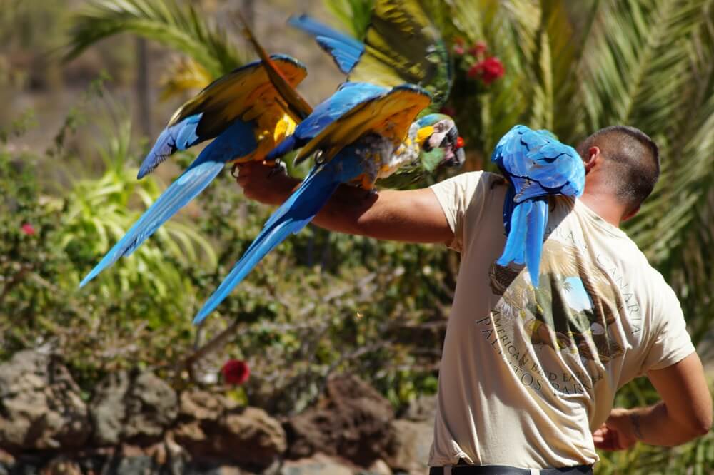 Birdkeeper with serveral parrots on his arm during a bird show at Palmitos park
