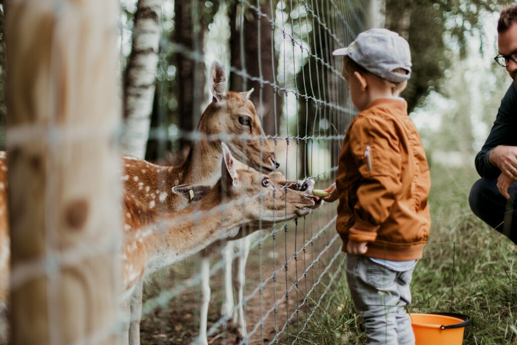 Niño pequeño alimentando a un corzo