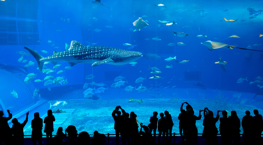 big aquarium
