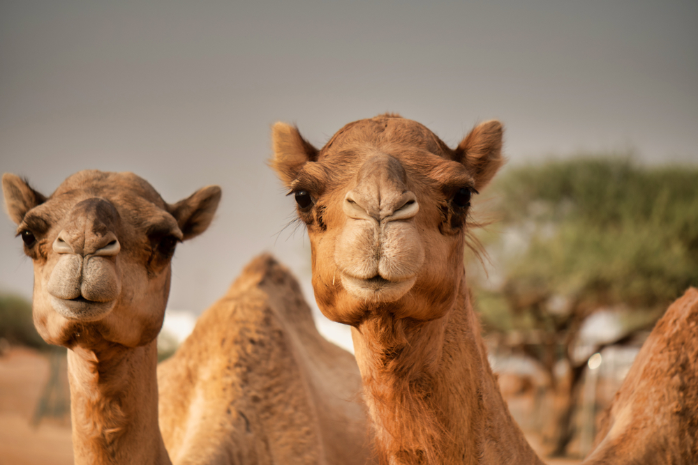 dos camellos