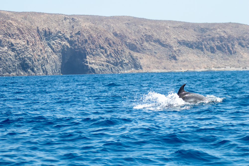 Observación de cetáceos en mar abierto delante de la costa