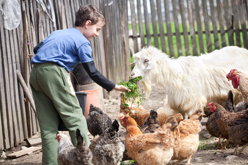 Niño de granja alimentando a los pollos y a la cabra en el campo