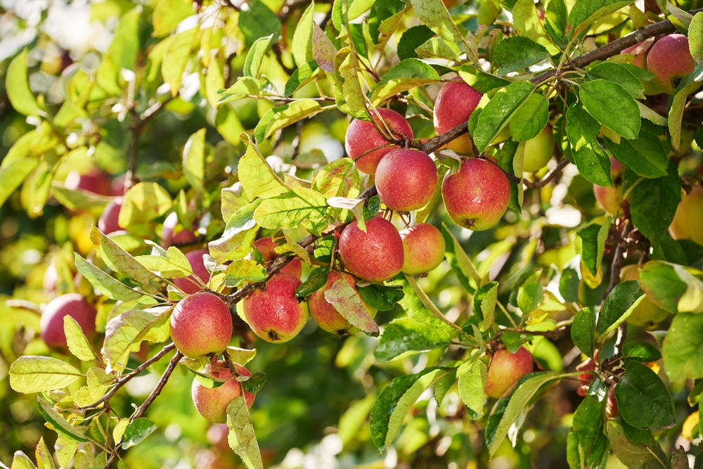 apples hanging from a tree